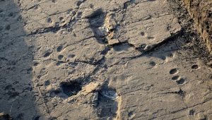 Ανακαλύφθηκαν απολιθωμένες πατημασιές 3,7 εκατ. ετών