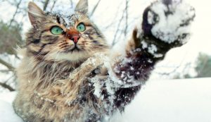 Γάτα βλέπει χιόνι για πρώτη φορά